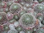 sempervivum arachnoideum rubrum