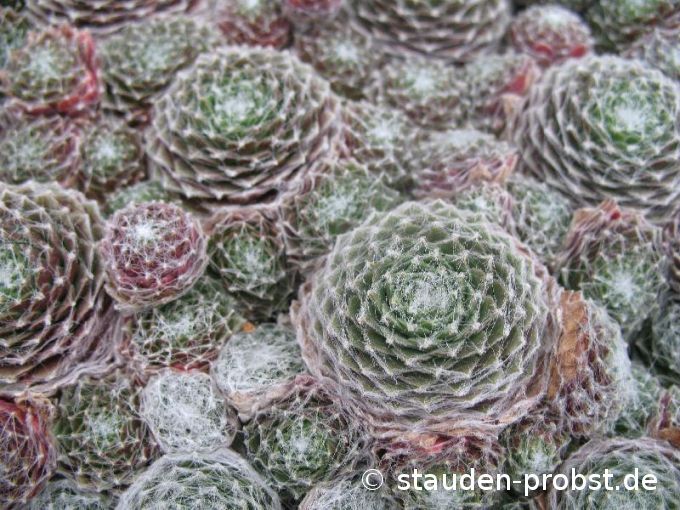 Sempervivum arachnoideum 'Rubrum' - Spinnwebhauswurz