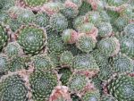 sempervivum arachnoideum-3