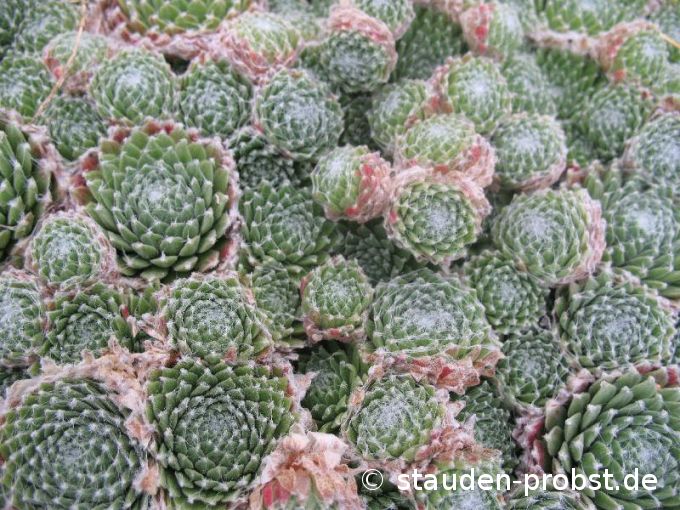 Sempervivum arachnoideum - Spinnwebhauswurz