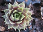 sempervivum-hyb-atroviolaceum