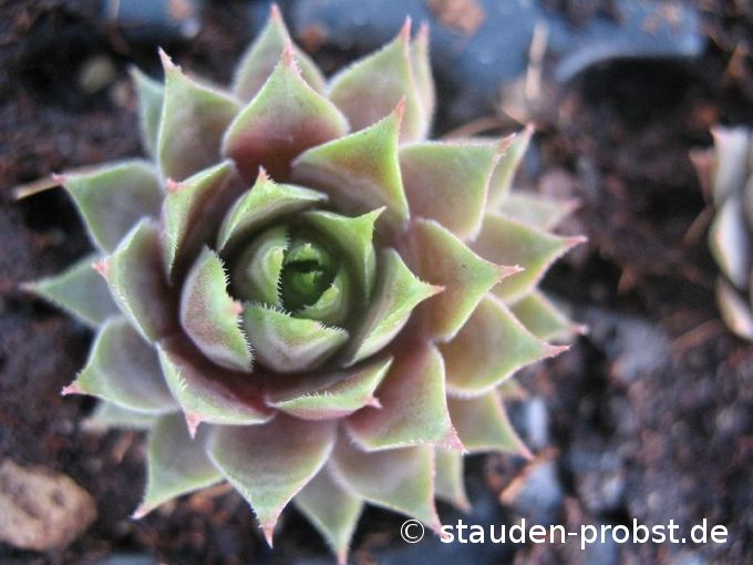 Sempervivum 'Atroviolaceum' - Hauswurz