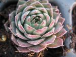 sempervivum-hyb-belladonna