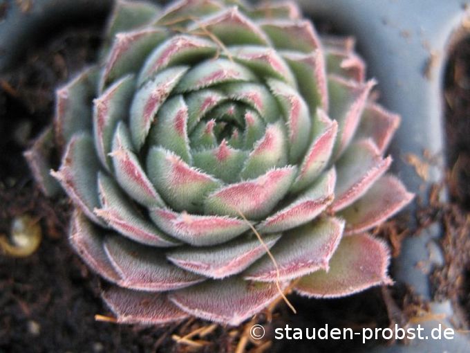 Sempervivum 'Belladonna' - Hauswurz