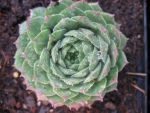 sempervivum-hyb-blue-light