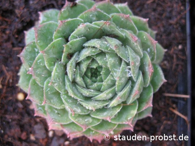 Sempervivum 'Blue Light' - Hauswurz