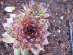 sempervivum-hyb-bronco