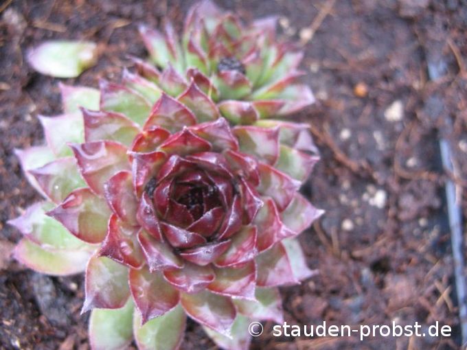 Sempervivum 'Bronco' - Hauswurz