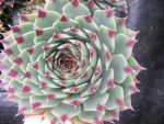 sempervivum calcareum