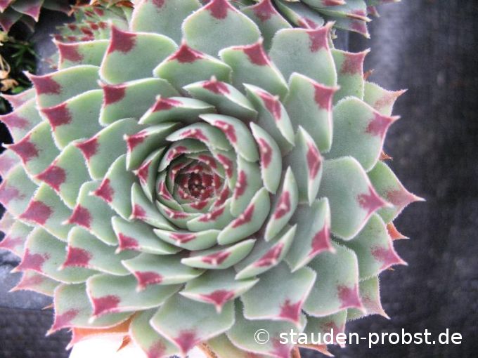 Sempervivum calcareum - Hauswurz