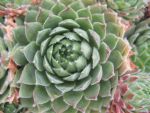 sempervivum-hyb-canada-kate