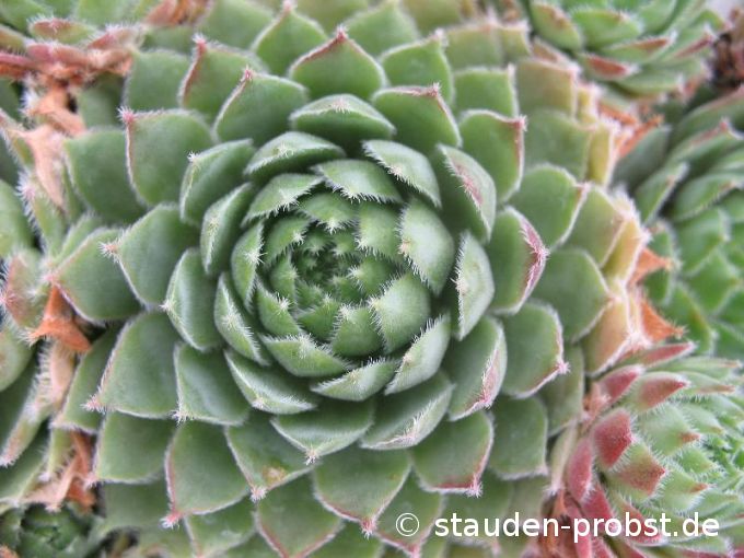 Sempervivum 'Canada Kate' - Hauswurz