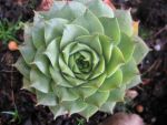 sempervivum-hyb-charadzeae