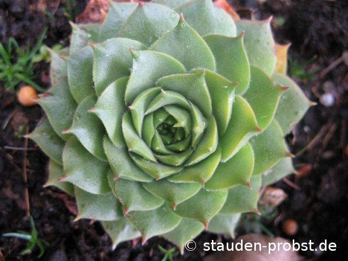 Sempervivum 'Charadzeae' - Hauswurz