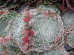 sempervivum ciliosum borisii