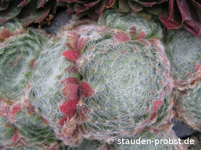 Sempervivum ciliosum borisii - Hauswurz