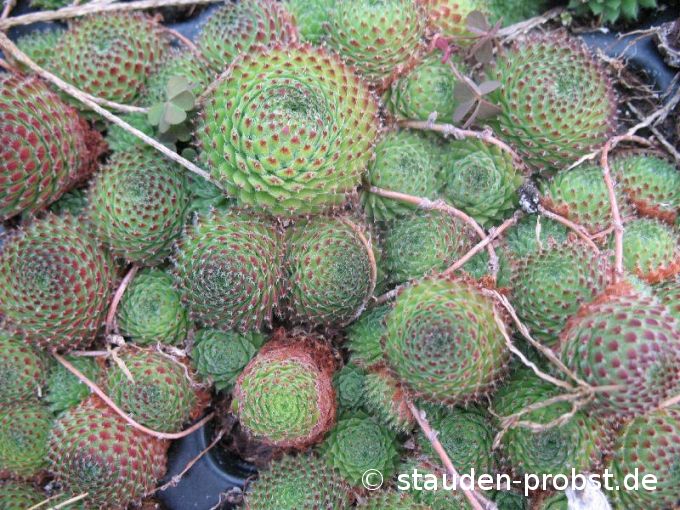 Sempervivum ciliosum ssp. octopodes - Hauswurz