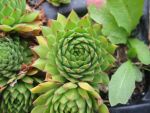 sempervivum-hyb-cmirras-yellow