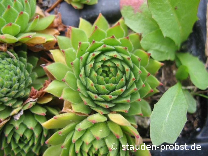 Sempervivum 'Cmirras Yellow' - Hauswurz