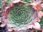 sempervivum-hyb-commander-hay