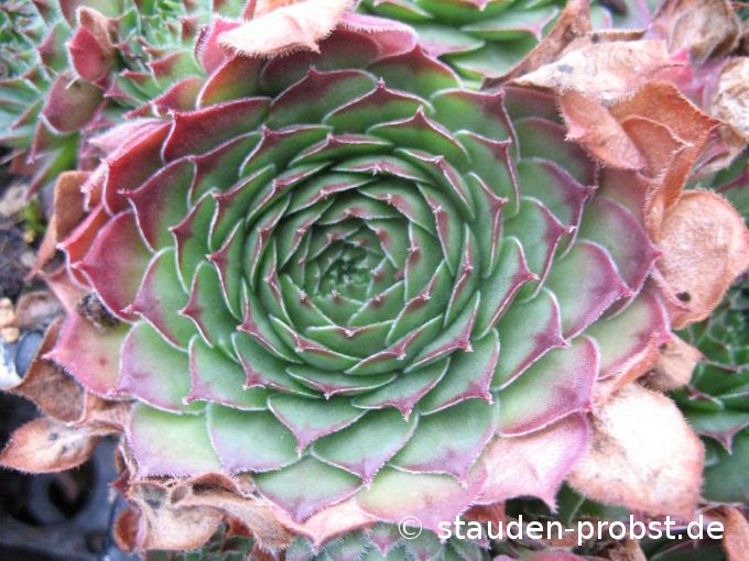 Sempervivum 'Commander Hay' - Hauswurz