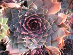 sempervivum-hyb-cryspin