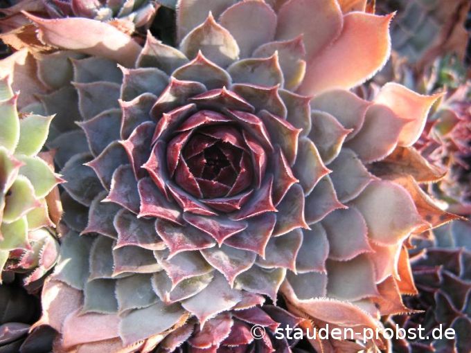 Sempervivum 'Cryspin' - Hauswurz