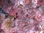 sempervivum-hyb-dark-beauty