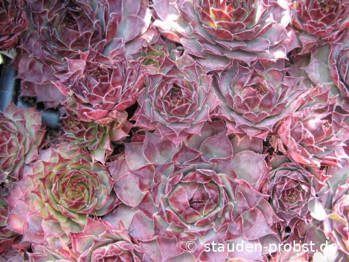 Sempervivum 'Dark Beauty' - Hauswurz