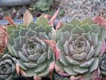 sempervivum degenianum