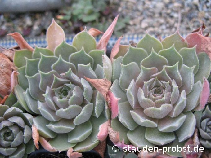Sempervivum degenianum - Hauswurz