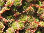 sempervivum-hyb-diane