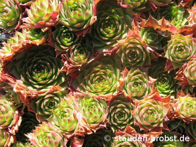 Sempervivum 'Diane' - Hauswurz