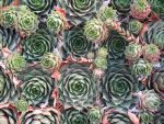 sempervivum-hyb-donarrose