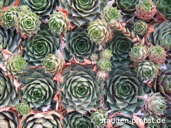 Sempervivum 'Donarrose' - Hauswurz