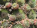 sempervivum-hyb-dr-zonnefeld