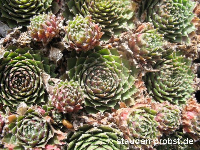 Sempervivum 'Dr. Zonnefeld' - Hauswurz