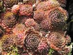 sempervivum-hyb-duke-of-windsor