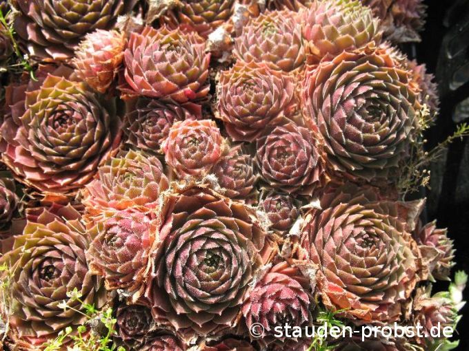 Sempervivum 'Duke of  Windsor' - Hauswurz