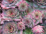 sempervivum-hyb-elisabeth-2