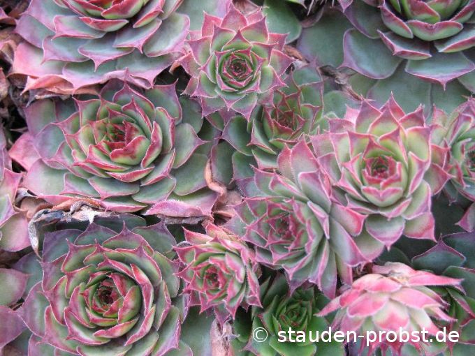 Sempervivum 'Elisabeth' - Hauswurz