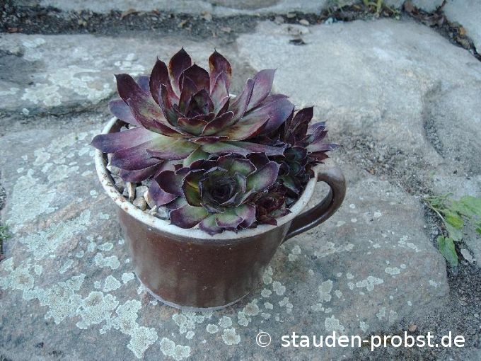 Sempervivum 'Elisabeth' - Hauswurz