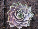sempervivum-hyb-feldmeier