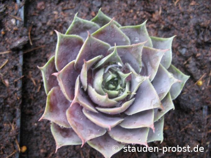 Sempervivum 'Feldmeier' - Hauswurz