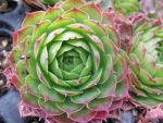 sempervivum-hyb-festival