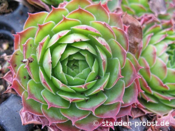 Sempervivum 'Festival' - Hauswurz