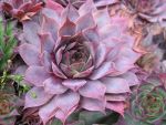 sempervivum-hyb-flamingo-2