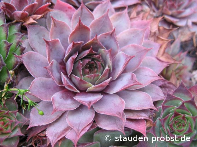 Sempervivum 'Flamingo' - Hauswurz