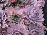 sempervivum-hyb-flamingo