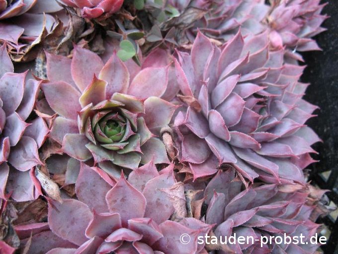 Sempervivum 'Flamingo' - Hauswurz